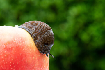 Nacktschnecke sitzt auf einem Apfel