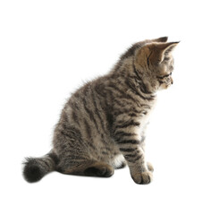 Cute tabby kitten on white background. Baby animal