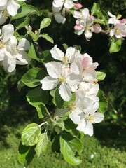 apple tree blossom