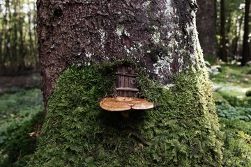 Closeup shot of tree fungus in a forest at daytime © Evi Radauscher/Wirestock