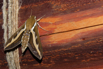 moth on a wooden beam