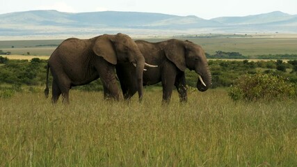 Two splendid African elephants with Masai Mara beautiful  landscape background