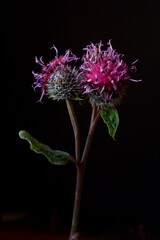 Background with downy burdock or woolly burdock, Arctium tomentosum
