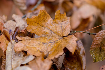 Wet fallen autumn leaves in the rain
