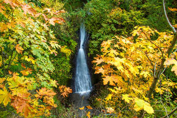 Shepards Del Falls in the Columbia River Gorge National Scenic Area.  .  Maple trees are in Autumn...