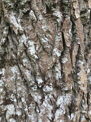 Eastern cottonwood, populus deltoides, background texture