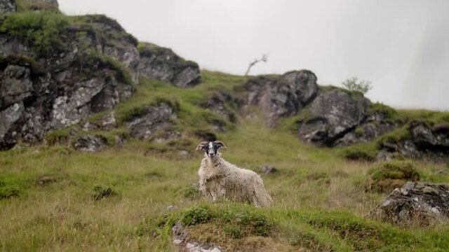 Wild Scotland Sheep Looking Out For Predators in the Top of the Hill