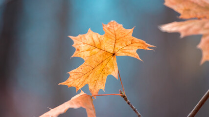 Orange autumn maple leaf on a blue blurred background