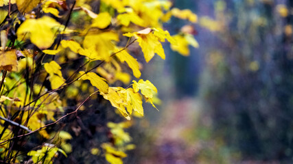 Yellow autumn leaves on bushes in the garden on a blurred background