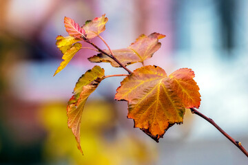 Bright autumn leaves on a branch on a blurred background