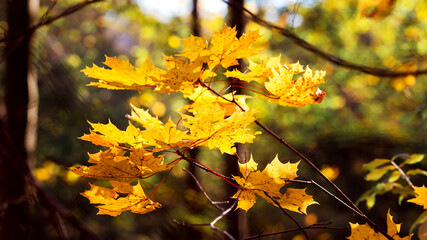Naklejka na ściany i meble Golden maple leaves in the autumn forest in bright sunlight