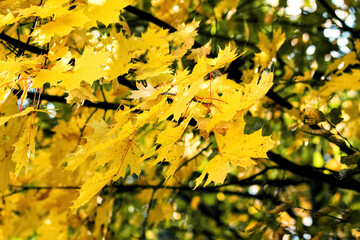 Golden maple leaves on a tree in the autumn forest