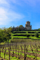 Fototapeta na wymiar Vineyards of Alsace and view of The Kaysersberg Castle. The Kaysersberg Castleis a ruined castle in the commune of Kaysersberg in the Haut-Rhin département of France