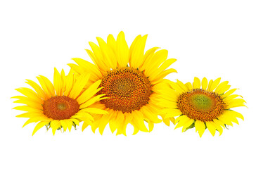 Three yellow sunflowers isolated on a white background