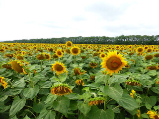 Sunflower field in the Stavropol region