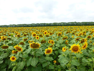 Fototapeta premium Sunflower field in the Stavropol region
