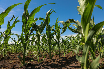 Beautiful view of corn field. Agriculture industry