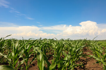 Beautiful view of corn field. Agriculture industry
