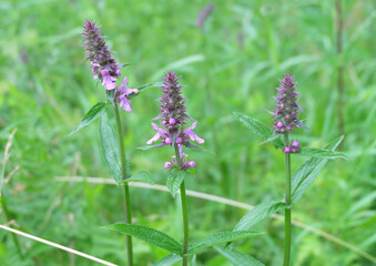 Clown's Wundworth meadow flowering plant, betony march (Stachys palustris) macro photography, selective focus