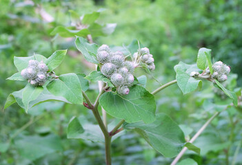 Burdock ( Árctium) flowering plant in the meadow, selective focus, blurred background, horizontal orientation.	
