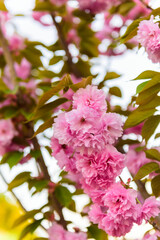 A bush blooming with pink flowers in the rays of the sunset
