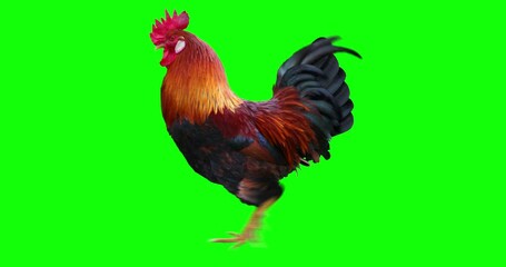 Rooster running. Animation is cyclic and isolated. Green Screen