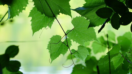 Fototapeta na wymiar green grape leaves