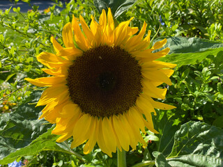 The common sunflower, Helianthus annuus or Sonnenblume (Flower Island Mainau on the Lake Constance...