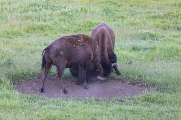 Two male bison play fighting. 