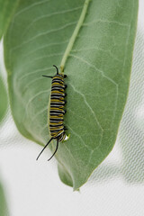 Monarch Caterpillars on Common Milkweed Instar 5