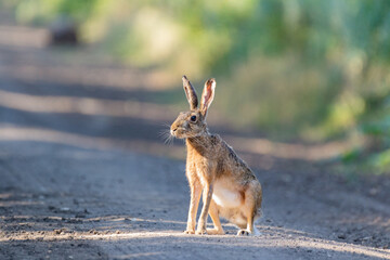 Hare sitting on the ground