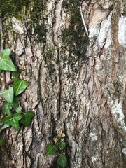 Wych elm, ulmus glabra, background texture