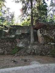 the cape of rocky island protrudes into the lake water. Pine trees growing on the sand and stone shore. Big green on the coast of karelian lake. Scenic clouds in a blue sky. Picturesque landscape