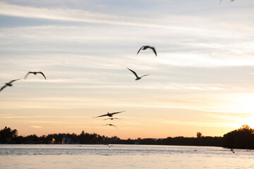 Amazing view of birds flying in a spectacular sunset in Paradise beach, Playa Paraíso, Mexico, Tabasco, Villahermosa.