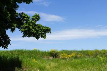 Fototapeta premium Field with yellow flowers, tree and blue sky
