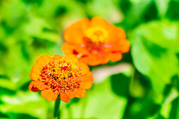 Zinia. Orange beautiful flower in the garden on green background. zinnia