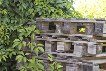Obraz premium wooden pallets with sprouted flowers.