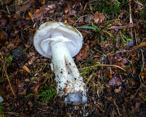 Death Cap