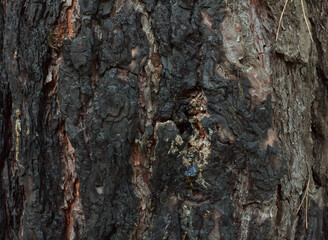 Seared pine trunk after fire