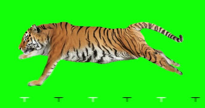 Tiger runs. Isolated and cyclic animation. Green Screen.
