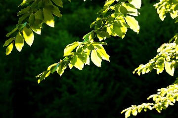 Leaves on branches