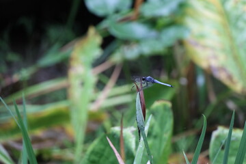 草にとまったしおからとんぼ
