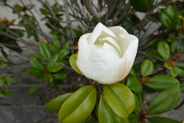 Magnolia grandiflora, commonly known as the southern magnolia or bull bay, is a tree of the family Magnoliaceae native to the southeastern United States.
