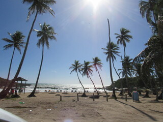 Palm trees and Caribbean Sea, Dominican Republic