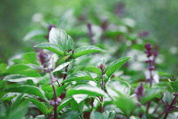 Obraz premium Garden of beautiful blooming basil close-up