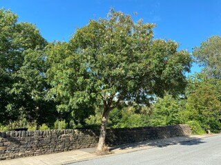 An old tree with berries, stood near to a dry stone wall, on a sunny day in, Saltaire, Bradford, UK
