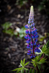 blue flowers in the garden