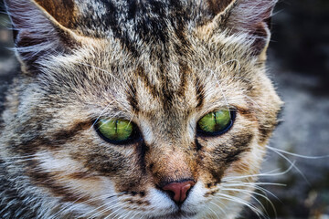 a cat portrait. cat face close up in the street. Fauna background. International Cat Day, Pets and lifestyle concept.	