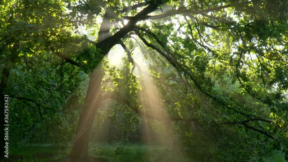 Poster magnificent nature landscape in forest park. large oak tree creating comfortable shade. sun beams ge