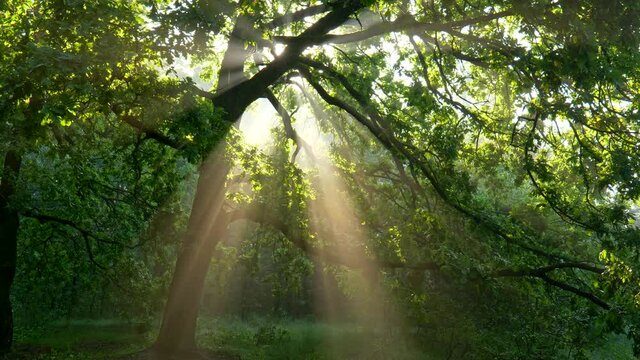 Magnificent nature landscape in forest park. Large oak tree creating comfortable shade. Sun beams getting through rich tree foliage and branches during sunset. 4K